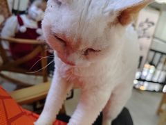 -豆逗聊愈猫阁Easy Life
