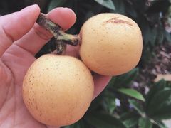 -塘栖枇杷特色园区