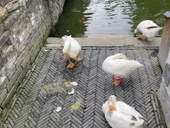 -苏州文庙(姑苏区)