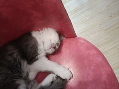 -Sweet cat·星愿猫咖(国贸大厦店)