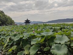 -西湖游船