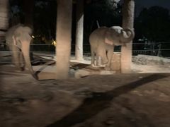 -清迈夜间动物园