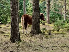 -芦芽山旅游度假区