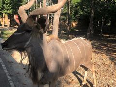 -清迈夜间动物园