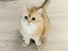 -柴迷FANS CLUB·柴犬狗咖·猫咖