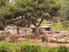 -北京野生动物园