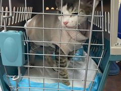 -Bastet sally猫舍购宠(静安店)