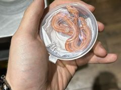 -酷以爬仙阁实体爬宠店·守宫·蜥蜴·专业繁育