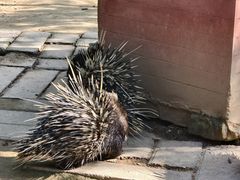 -青藏高原野生动物园