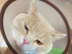 -创凡宠物医院·骨专科  猫科中心(西乡分院)