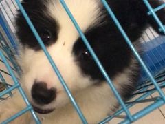 -翊宠yipet猫狗购宠庄园犬舍•猫舍