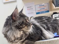 -美联众合动物医院·24h京西诊疗中心
