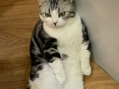 -COLOR PETS 撸猫馆·购猫·猫咖(长风大悦城店)
