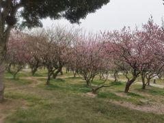 -无锡梅园公园