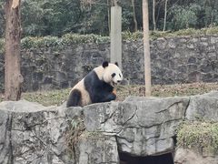 -都江堰中华大熊猫苑