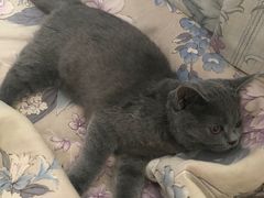 -猫大福·Fortune Cat猫舍(百子湾店)