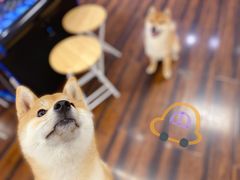 -豆柴町-柴犬主题狗咖(红鼎国际C座店)