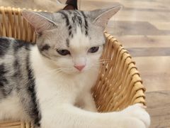 -袖虎·猫馆(体育西路店)