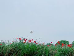 -上海滨江森林公园