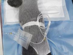 -芭比堂动物医院·CT·微创中心(新顺分院)