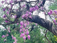 -北京国子监胡同