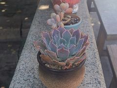 -八珍手工水饺·妈妈的爱(传芳巷店)