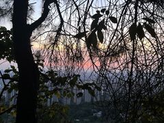 -南山植物园