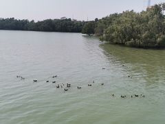 -深圳湾公园(南山区)