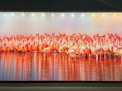 -罗红摄影艺术馆