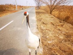 -盐城丹顶鹤湿地生态旅游区