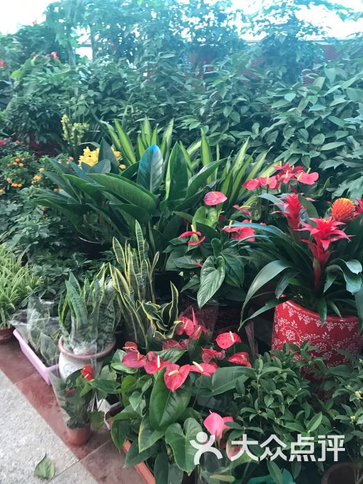 金地花卉大观园图片 - 第17张