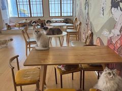 -Let's go狗咖·猫咖·奶狗·桌游(春熙路IFS店)