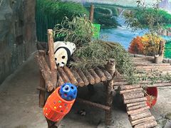 -青藏高原野生动物园