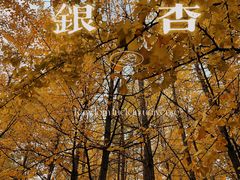 -长白岛森林公园