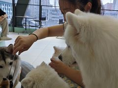 -怪兽屋·羊驼·猫咖·狗咖(俊华广场店)