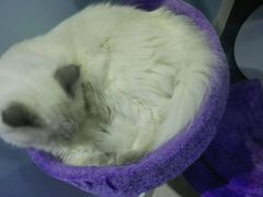 android_upload_pic-喵的天空名猫咖啡馆·撸猫·猫舍·用品