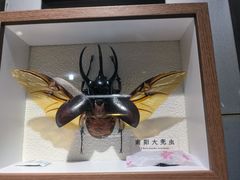 -南山植物园