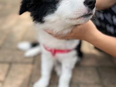 -立德动物医院·24小时中心(番禺区院区)