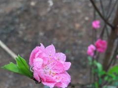 -南宁良凤江国家森林公园