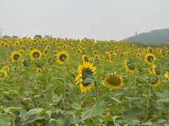 -径山花海