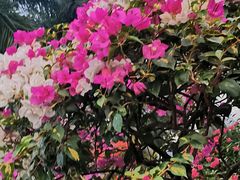 -莲花山公园