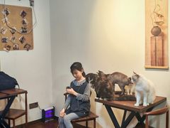 -楼上猫咖(罗湖店)