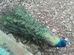 -藏龙百瀑风景区