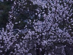 -国家植物园