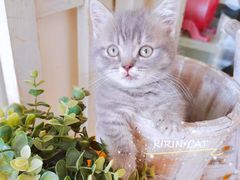 -十年猫舍·猫咪专门店(普陀店)