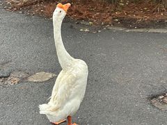 -小小饭店·休闲农庄·安吉松树林里的农家菜