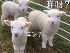 -麦当劳(桃仙机场到达层店)