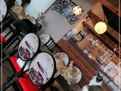 大堂-蓝鲸·缅因猫舍