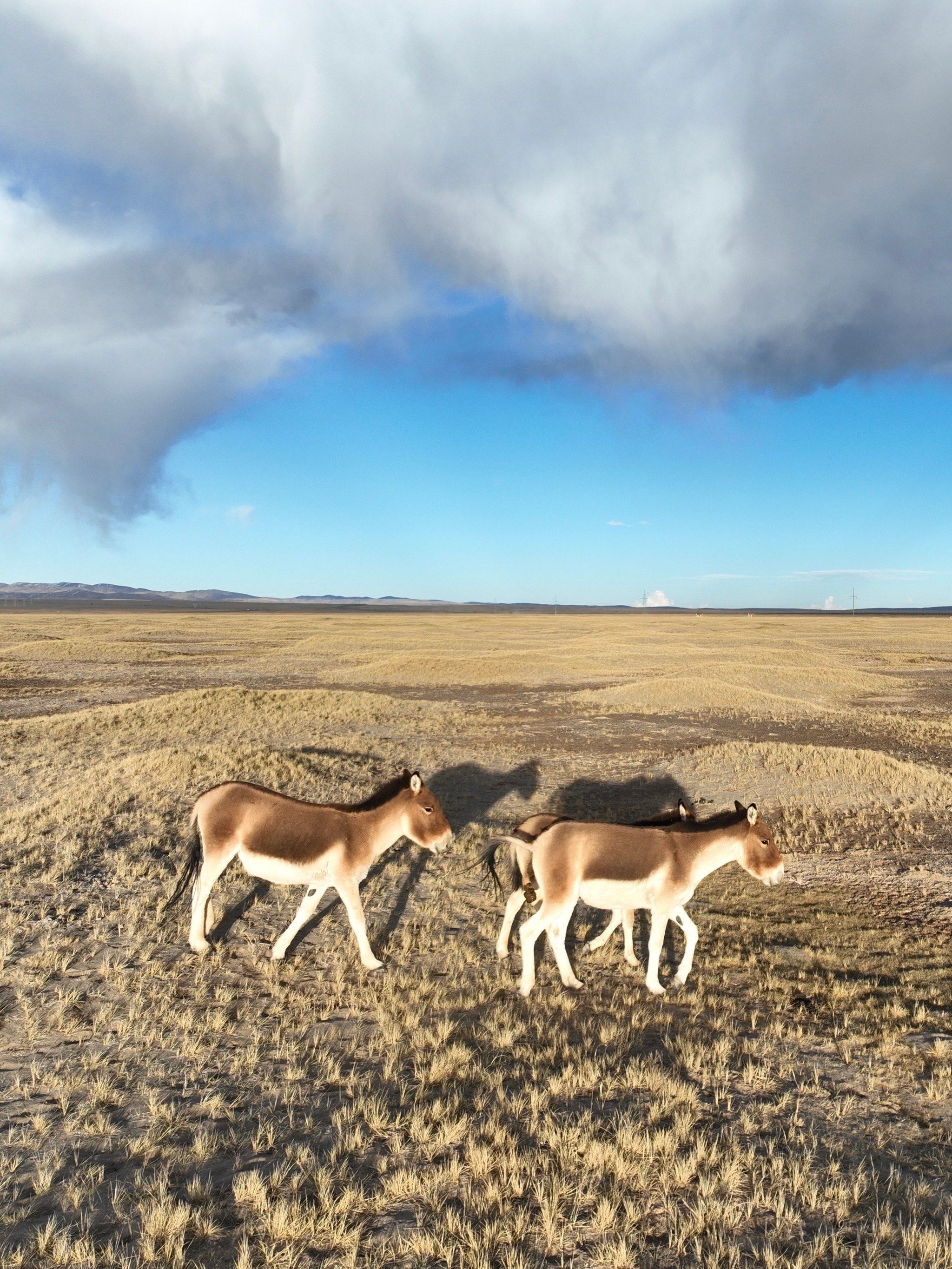 拍到可可西里的野生动物我感动哭了