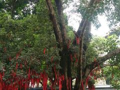 -南宁良凤江国家森林公园